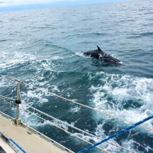 private sailing charters, private sailboat, sunset cruise, whale watching, sailing school, sailing clinics, sailing classes, puerto vallarta, nuevo vallarta