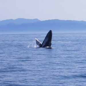 private sailing charters, private sailboat, sunset cruise, whale watching, sailing school, sailing clinics, sailing classes, puerto vallarta, nuevo vallarta